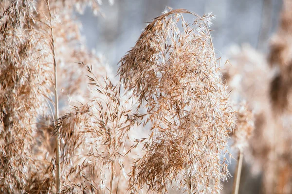 乾燥した葦が閉じます 薄い背景にパンパス草 傾向柔らかいふわふわの植物 ニュートラルトーンでリード種 — ストック写真