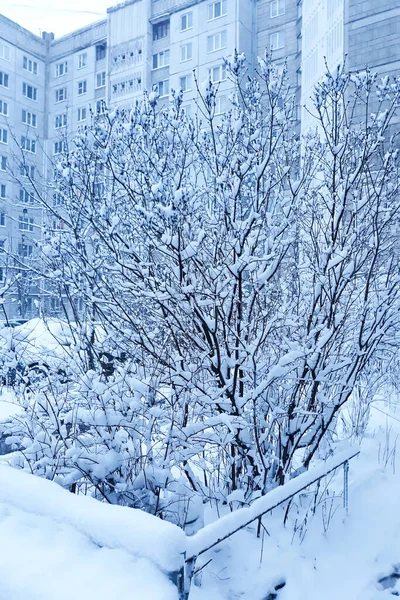 Árbol Cubierto Nieve Ramas Primer Plano Ciudad Invierno Paisaje —  Fotos de Stock