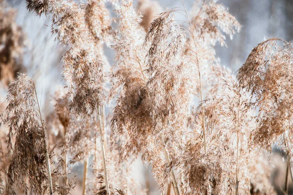 Relva Pampas Sementes Junco Cores Neutras Fundo Claro Canas Secas — Fotografia de Stock