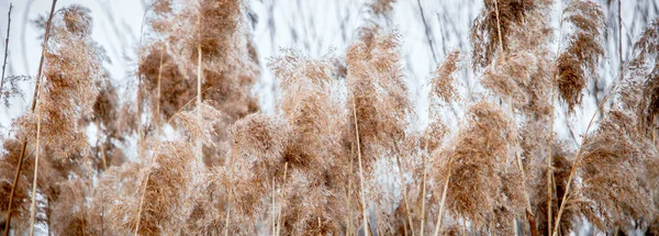 Pampas grass. Reed seeds in neutral colors on light background. Dry reeds close up. Trendy soft fluffy plant. Minimalistic stylish concept. — Stock Photo, Image