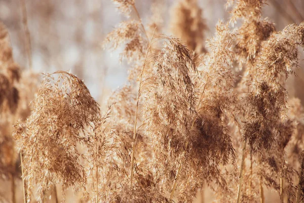 Gyllene Vassfrön Neutrala Toner Lätt Bakgrund Pampas Gräs Vid Solnedgången — Stockfoto