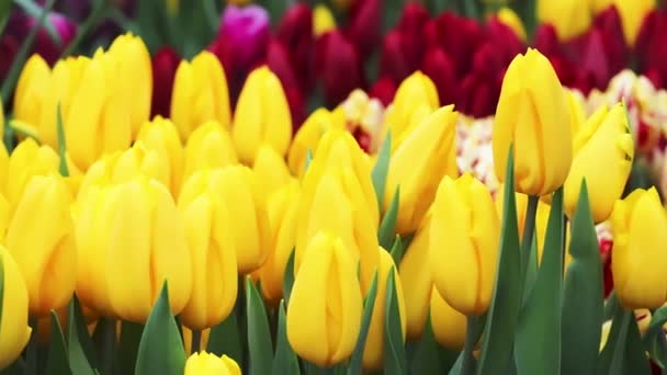 Gebied van heldere lente tulpen in Nederland. Bloemenhandel, plantengroei. Gele en rode bloemen close-up. Camera volgen. — Stockvideo