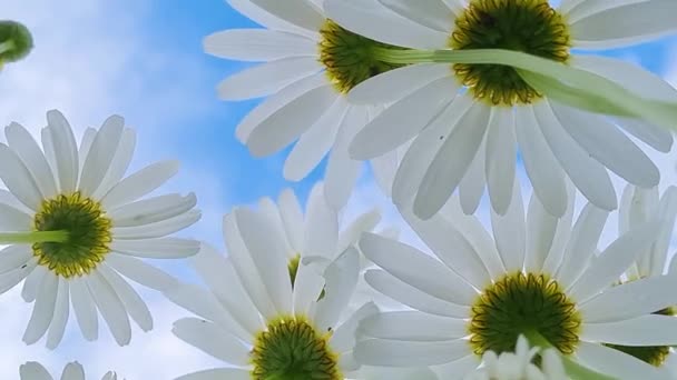 白いヒナギクの下のビュー。青い空に対してカモミール。夏の背景。ゆっくりとした動き、風に揺れる庭の花. — ストック動画