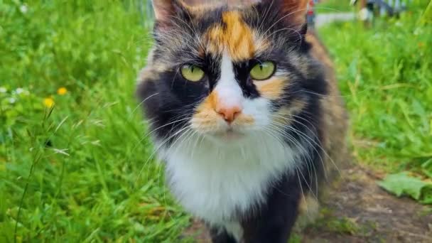 Gato doméstico fofo andando na grama verde no verão. Pet no quintal no gramado. Gatinho ao ar livre pela primeira vez. — Vídeo de Stock