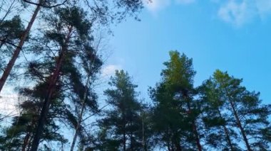 Mavi gökyüzüne karşı rüzgarda sallanan uzun çam ağaçları. Kozalaklı ormanın alt manzarası. Doğal arkaplan, yavaş çekim.