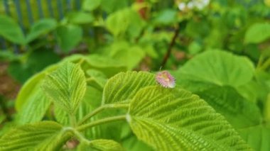 Brown stink bug pest sits on green leaves. Beetles spoil harvest. Destruction of garden pests.