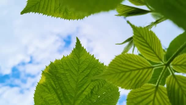 Свежие зеленые листья на голубом фоне неба. Летний фон. Медленное движение листвы в солнечный день. — стоковое видео