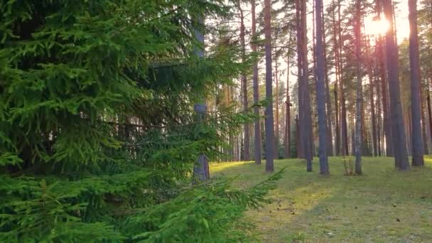 Хвойный лес на закате. Ветви ели качаются на ветру на солнце. Естественный фон, замедленная съемка. — стоковое видео