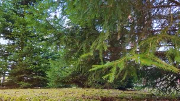 Spar takken zwaaien in de wind. Naaldboom van dichtbij. Natuurlijke achtergrond, slow motion. — Stockvideo