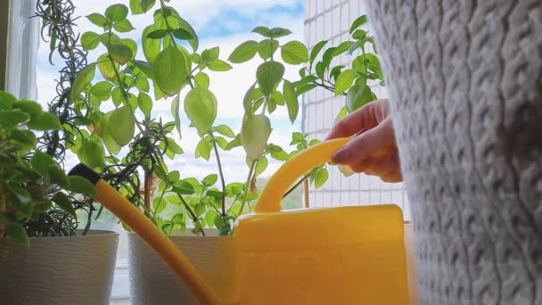 Žena zalévá kytky v květináčích ze žluté plechovky od vody. Domácí život. Udržitelný koníček a životní styl. — Stock video