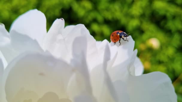 白い花に赤いテントウムシ 夏の背景 運動中のマクロ昆虫 花弁の上を這うビートル — ストック動画
