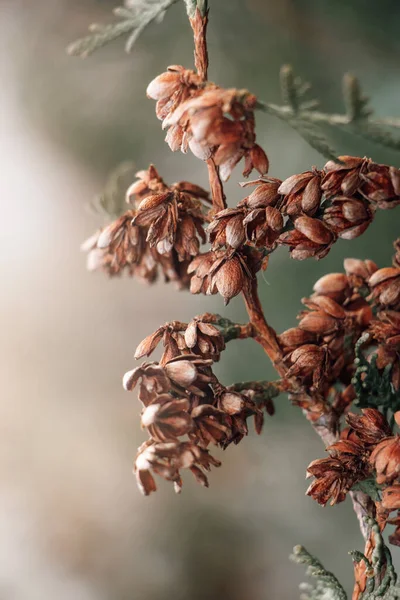 Όμορφο Φθινοπωρινό Φόντο Ξηρά Κλαδιά Της Τούτζα Κοντινοί Κώνοι Κωνοφόρων — Φωτογραφία Αρχείου