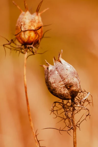 干罂粟头 药用植物类鸦片晒干的花朵在阳光下飘扬 美丽的秋天背景 — 图库照片