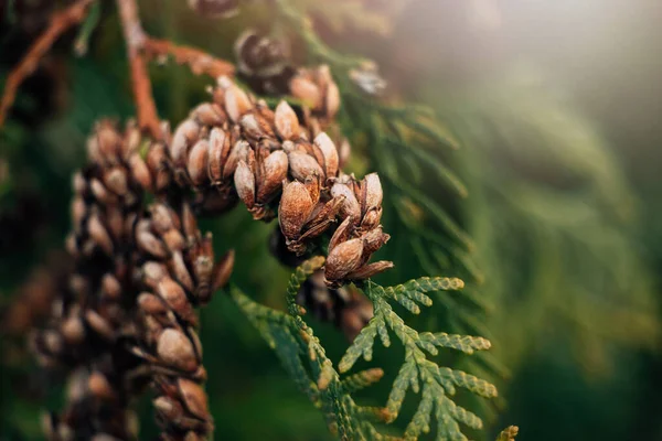 Сухие Конусы Хвойных Деревьев Крупным Планом Thuja Зеленые Ветви Рождественский — стоковое фото