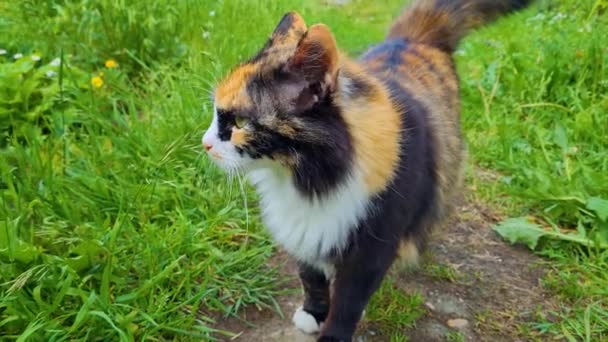 Gato doméstico fofo andando na grama verde no verão. Pet no quintal no gramado. Gatinho ao ar livre pela primeira vez. — Vídeo de Stock