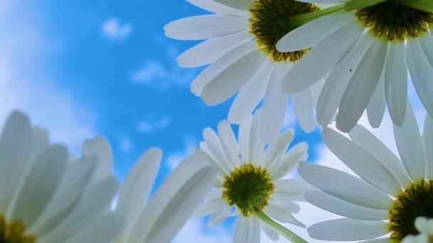 Vue du bas des marguerites blanches. Camomilles contre ciel bleu. Fond estival. Mouvement lent, les fleurs du jardin balancent dans le vent. — Video