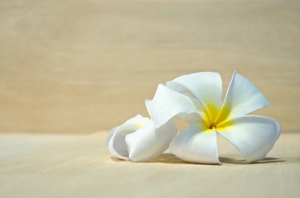 Vit Plumeria blomma på träplatta bakgrund — Stockfoto