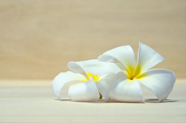 Ahşap tahta arka plan üzerinde beyaz Plumeria çiçek