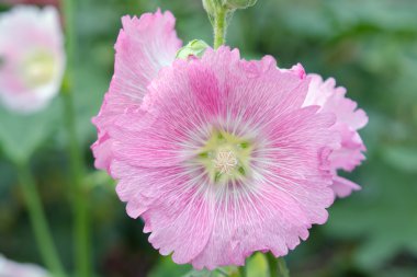 Hibiscus çiçek Sirikit Bahçe Bangkok Tayland