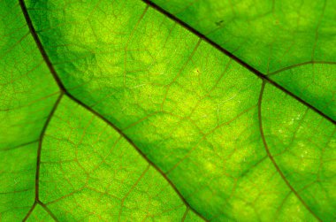 Yeşil yaprak ve damarlar doku