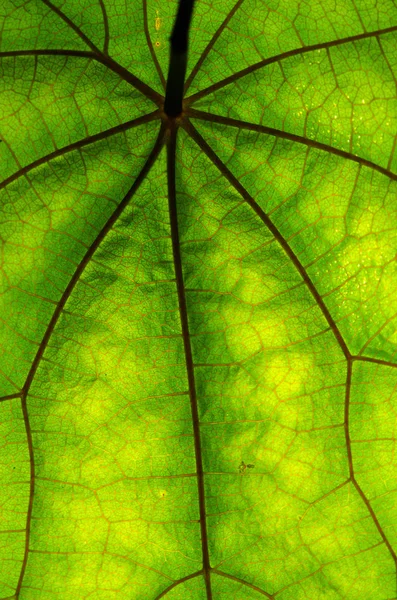 Textura de folha verde e veias — Fotografia de Stock