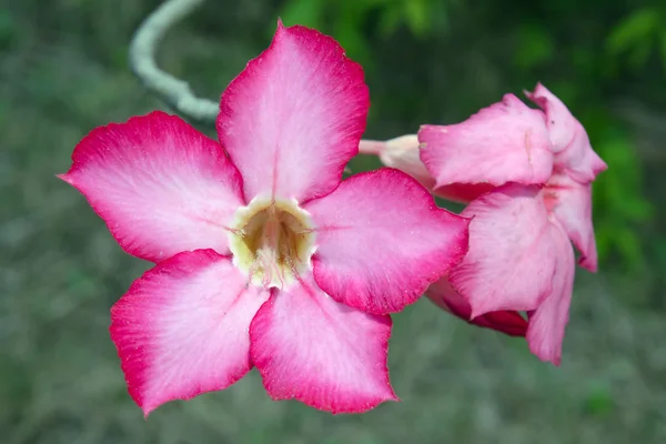 Rosa flor rosa del desierto (Otros nombres son rosa del desierto, Mock Azale —  Fotos de Stock