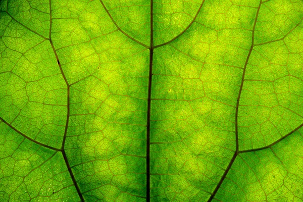 Textura de folha verde e veias — Fotografia de Stock