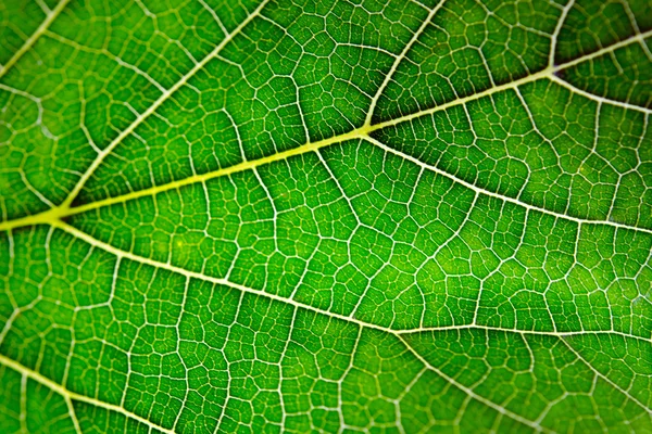 Texture of Mulberry leaf — Stock Photo, Image