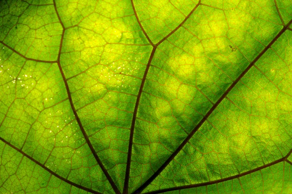 Yeşil yaprak ve damarlar doku — Stok fotoğraf