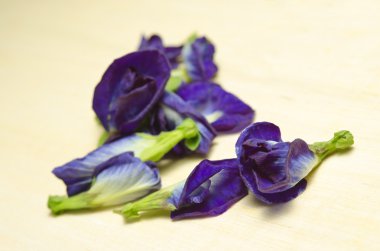 Beyaz arka plan üzerinde izole kelebek bezelye veya mavi bezelye çiçek