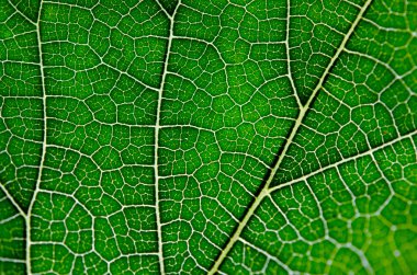 Yeşil yaprak ve damarlar doku