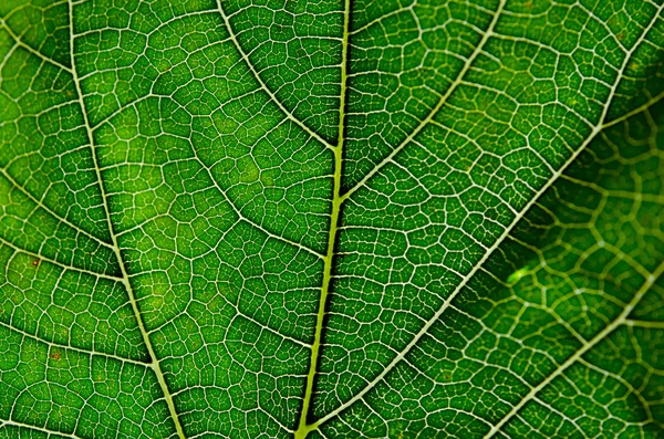 Textura de folha de amoreira e veias — Fotografia de Stock