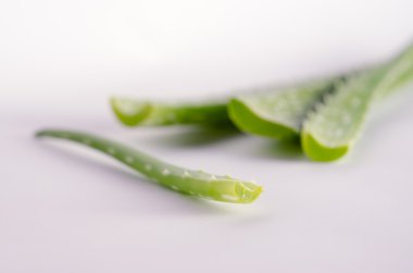 aloe vera beyaz arkaplanda izole