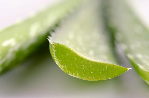 Buaya aloe terisolasi di latar belakang putih — Stok Foto