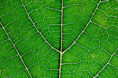 Yeşil yaprak ve damarlar doku