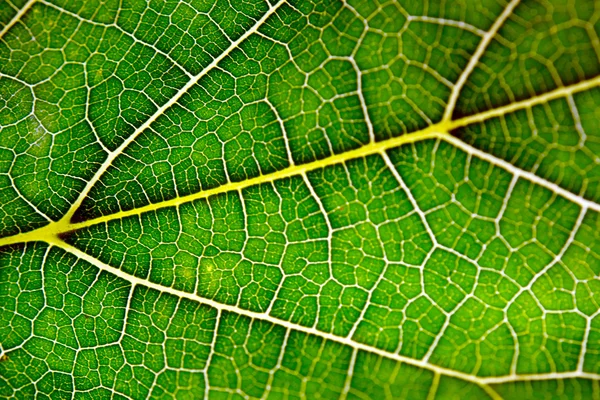 Tekstura zielony liść i żył — Zdjęcie stockowe