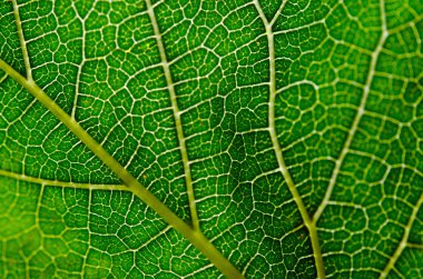 Yeşil yaprak ve damarlar doku