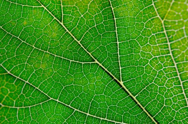 Yeşil yaprak ve damarlar doku