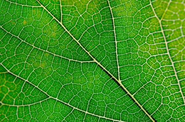 Texture of green leaf and veins — Stock Photo, Image