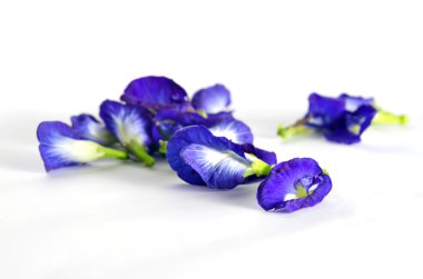 Beyaz arka plan üzerinde izole kelebek bezelye veya mavi bezelye çiçek