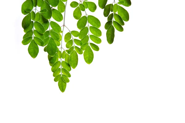 Moringa blad på vit bakgrund — Stockfoto