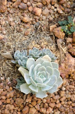 Çiçek Crassulaceae veya Echeveria veya siyah fiyatı taş toprak