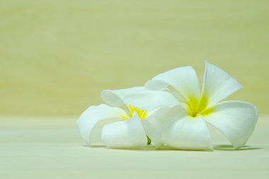 Ahşap tahta arka plan üzerinde beyaz Plumeria çiçek