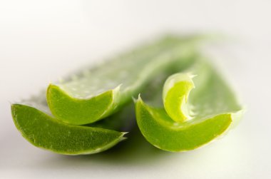 aloe vera beyaz arkaplanda izole
