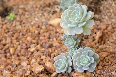 Çiçek Crassulaceae veya Echeveria veya siyah fiyatı taş toprak