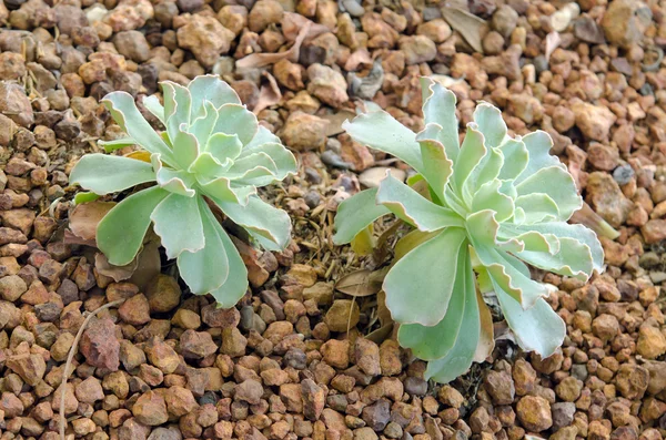 CRASSULACEAE FIORI O ECHEVERIA O PREZZO NERO su terreno roccioso — Foto Stock