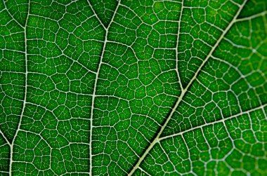 Yeşil yaprak ve damarlar doku