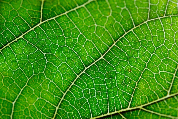 Textura de folha verde e veias — Fotografia de Stock