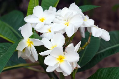 Beyaz plumeria çiçek 
