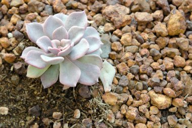Çiçek Crassulaceae veya Echeveria veya siyah fiyatı taş toprak